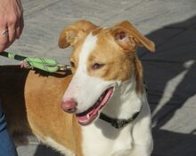 TORONTO, Hund, Mischlingshund in Spanien - Bild 6