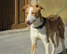 TORONTO, Hund, Mischlingshund in Spanien - Bild 8