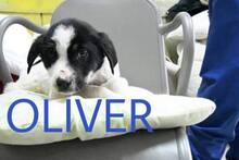 OLIVER, Hund, Mischlingshund in Bulgarien - Bild 1