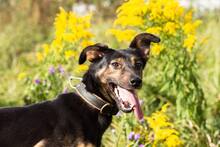 DARCY, Hund, Mischlingshund in Russische Föderation - Bild 2