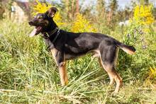 DARCY, Hund, Mischlingshund in Russische Föderation - Bild 3