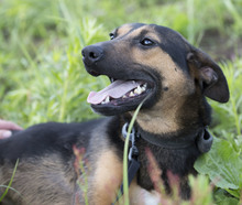 LUCY, Hund, Mischlingshund in Russische Föderation - Bild 1