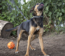 LUCY, Hund, Mischlingshund in Russische Föderation - Bild 2