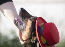 LUCY, Hund, Mischlingshund in Russische Föderation - Bild 4