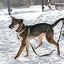 BOBBY, Hund, Mischlingshund in Russische Föderation - Bild 3
