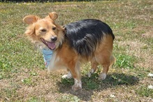 LUCKY, Hund, Mischlingshund in Italien - Bild 2