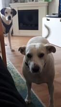 MISCHA, Hund, Mischlingshund in Elsterheide - Bild 31