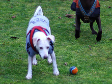 MISCHA, Hund, Mischlingshund in Elsterheide - Bild 4