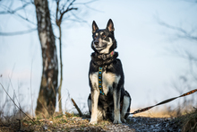 ARES, Hund, Siberian Husky in Polen - Bild 1