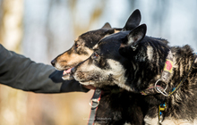 ARES, Hund, Siberian Husky in Polen - Bild 2