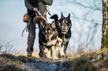 ARES, Hund, Siberian Husky in Polen - Bild 3