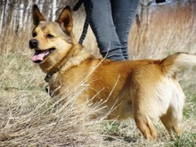 PIMPEK, Hund, Mischlingshund in Polen - Bild 1