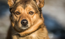 PIMPEK, Hund, Mischlingshund in Polen - Bild 2