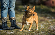 PIMPEK, Hund, Mischlingshund in Polen - Bild 4