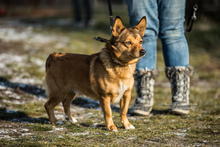 PIMPEK, Hund, Mischlingshund in Polen - Bild 5