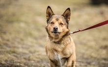 PIMPEK, Hund, Mischlingshund in Polen - Bild 6