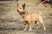 PIMPEK, Hund, Mischlingshund in Polen - Bild 7