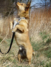 PIMPEK, Hund, Mischlingshund in Polen - Bild 9