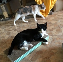 ELVIS, Katze, Europäisch Kurzhaar in Villmar - Bild 10