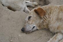 LUNA, Hund, Mischlingshund in Portugal - Bild 10