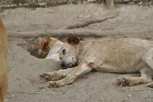 LUNA, Hund, Mischlingshund in Portugal - Bild 13