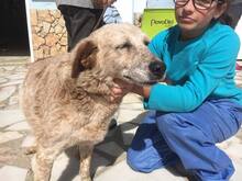 LUNA, Hund, Mischlingshund in Portugal - Bild 17