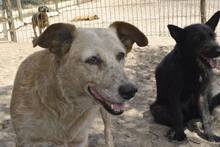 LUNA, Hund, Mischlingshund in Portugal - Bild 2