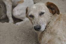 LUNA, Hund, Mischlingshund in Portugal - Bild 3