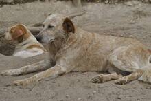 LUNA, Hund, Mischlingshund in Portugal - Bild 6
