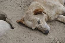 LUNA, Hund, Mischlingshund in Portugal - Bild 7