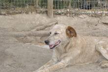 LUNA, Hund, Mischlingshund in Portugal - Bild 9
