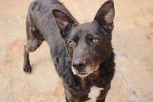 JACK, Hund, Mischlingshund in Rumänien - Bild 2