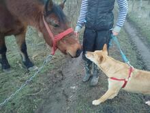 FOXX, Hund, Mischlingshund in Rumänien - Bild 2