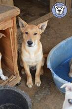 FOXX, Hund, Mischlingshund in Rumänien - Bild 3