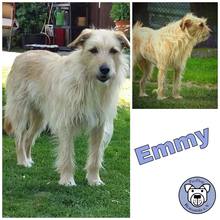 EMMY, Hund, Mischlingshund in Ribnitz-Damgarten - Bild 1