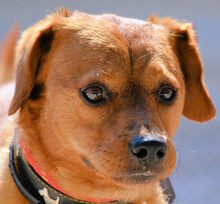 ROSSO, Hund, Mischlingshund in Neuss - Bild 1