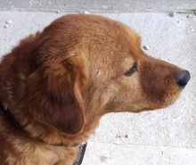 ROSSO, Hund, Mischlingshund in Neuss - Bild 10