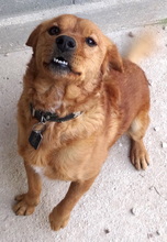 ROSSO, Hund, Mischlingshund in Neuss - Bild 3