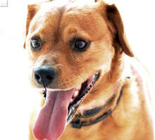 ROSSO, Hund, Mischlingshund in Neuss - Bild 4