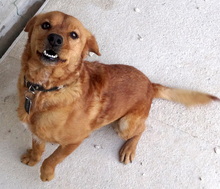 ROSSO, Hund, Mischlingshund in Neuss - Bild 7