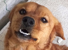 ROSSO, Hund, Mischlingshund in Neuss - Bild 8