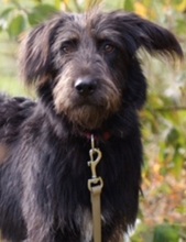 RUBIO, Hund, Mischlingshund in Ratingen - Bild 11
