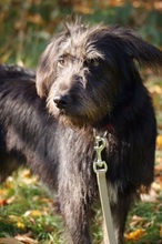 RUBIO, Hund, Mischlingshund in Ratingen - Bild 12
