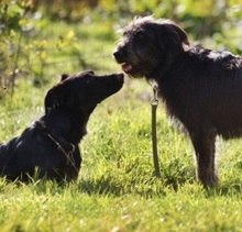 RUBIO, Hund, Mischlingshund in Ratingen - Bild 13