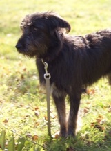 RUBIO, Hund, Mischlingshund in Ratingen - Bild 16