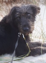 RUBIO, Hund, Mischlingshund in Ratingen - Bild 18