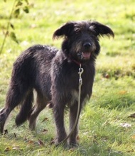 RUBIO, Hund, Mischlingshund in Ratingen - Bild 2