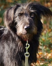 RUBIO, Hund, Mischlingshund in Ratingen - Bild 3
