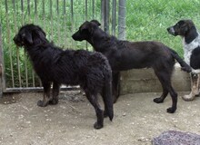RUBIO, Hund, Mischlingshund in Ratingen - Bild 34