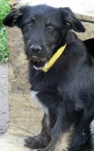 RUBIO, Hund, Mischlingshund in Ratingen - Bild 35